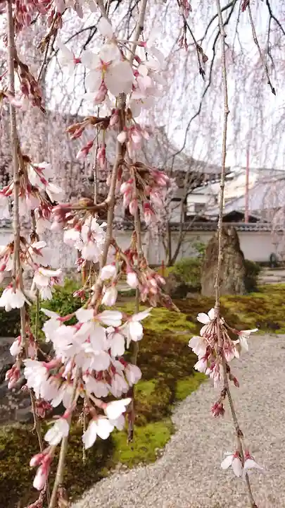 本満寺(本願満足寺)の自然