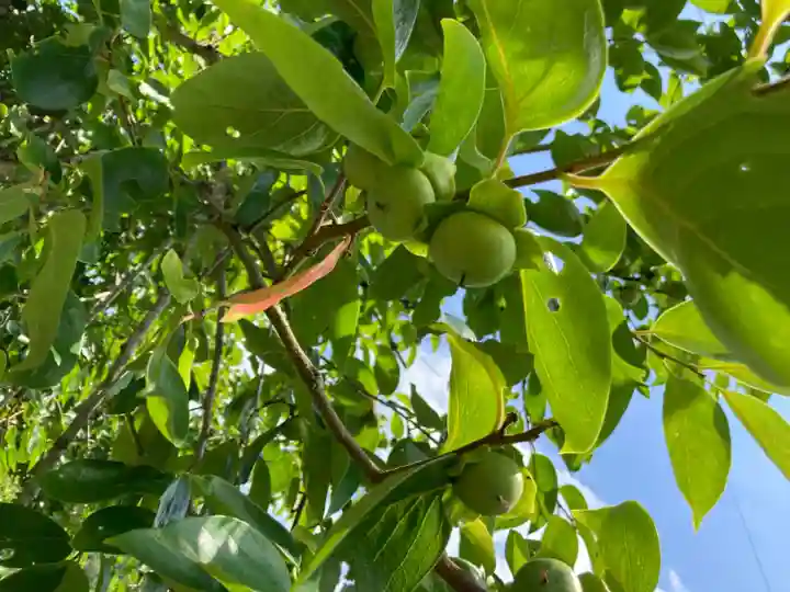 若王子神社の自然