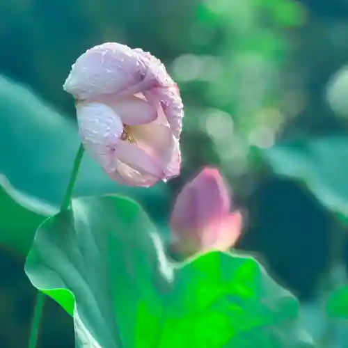 伊勢の国 四天王寺(三重県)