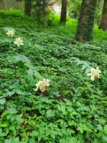 鹿島大神宮の自然