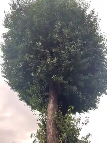 川越八幡宮の自然