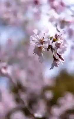富知六所浅間神社(静岡県)