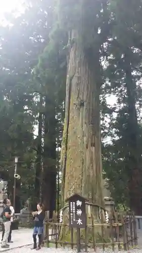 戸隠神社中社の自然