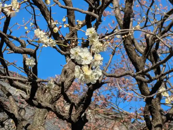 高円寺(東京都)