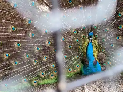 田中神社(京都府)
