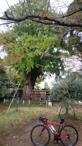 芝東照宮の自然