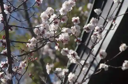 新宿下落合氷川神社の自然