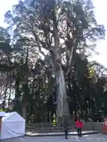 霧島神宮の自然