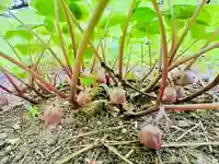 土津神社|こどもと出世の神さま(福島県)