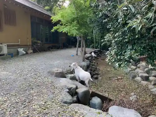 出雲大社相模分祠の動物