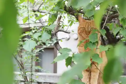 くまくま神社(導きの社 熊野町熊野神社)の動物