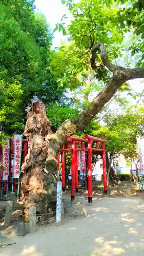 八幡社（白山社八幡社）の自然