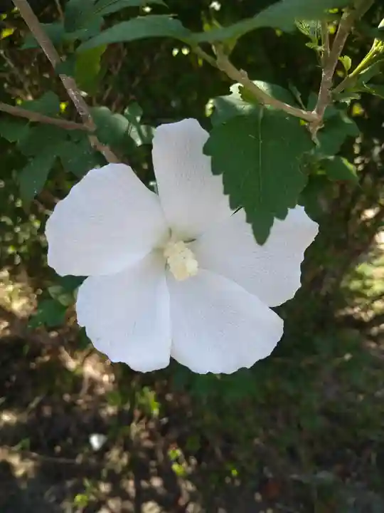 木華佐久耶比咩神社の自然