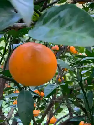 成身院　百体観音堂（さざえ堂）(埼玉県)