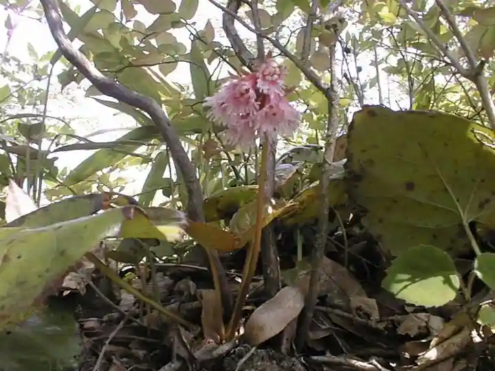 石鎚神社(山口県)