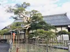 圓鏡寺の庭園