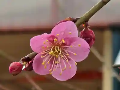 多治速比売神社(大阪府)
