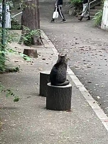 代々木八幡宮の動物