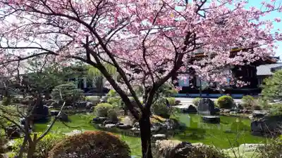 蓮華王院(三十三間堂)の自然