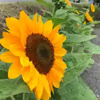 高司神社〜むすびの神の鎮まる社〜の自然
