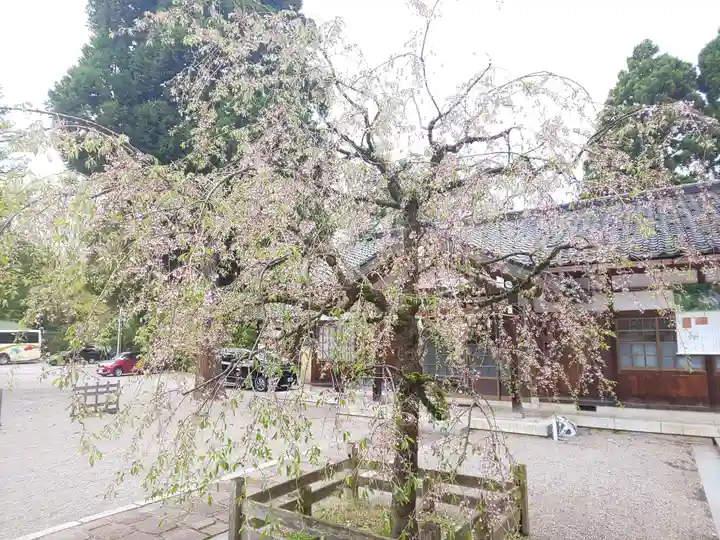 櫛田神社の自然