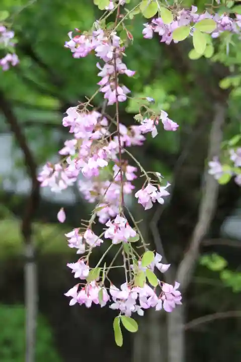 西應寺(滋賀県)