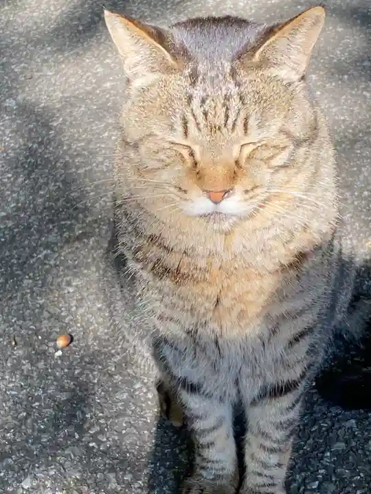 唐澤山神社の動物