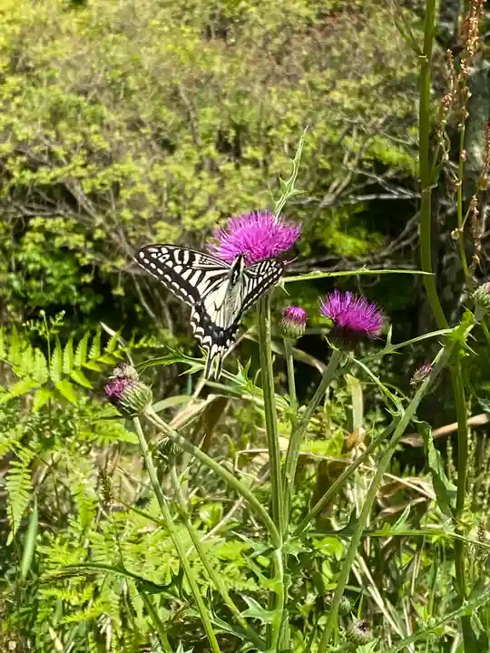 サムハラ神社 奥の宮の動物