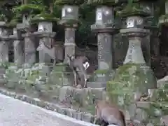 春日大社の動物