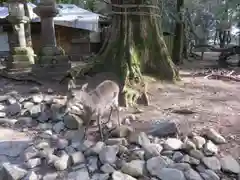 春日大社の動物