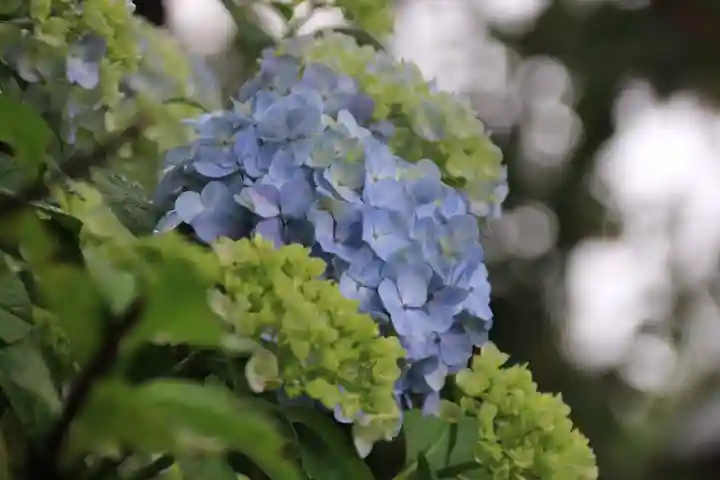 開成山大神宮の自然