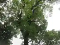 栢山神社(神奈川県)