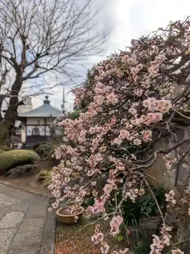 松應寺(東京都)