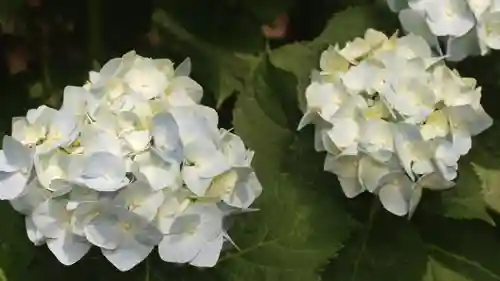 岡寺（龍蓋寺）(奈良県)