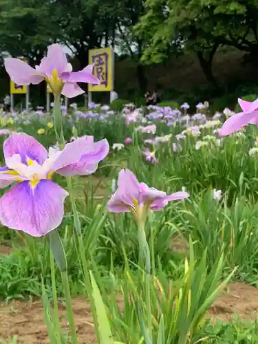 金津神社の自然