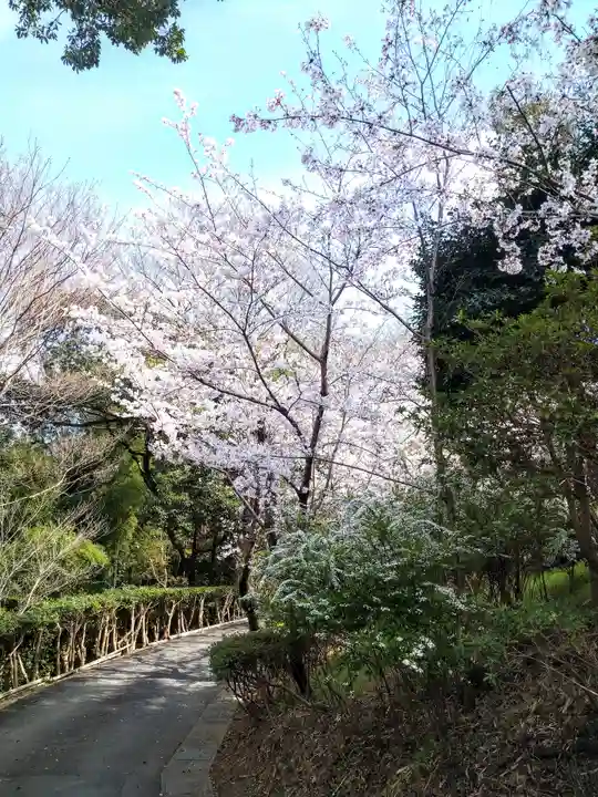 阿智神社の自然