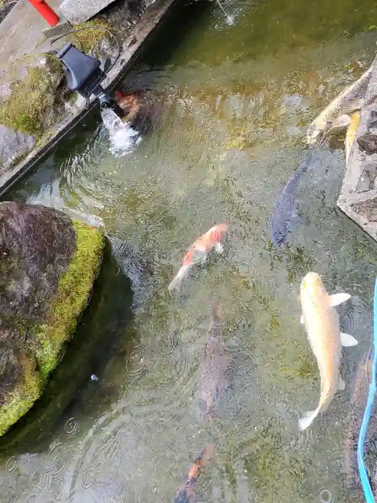神命大神宮那須別宮の動物