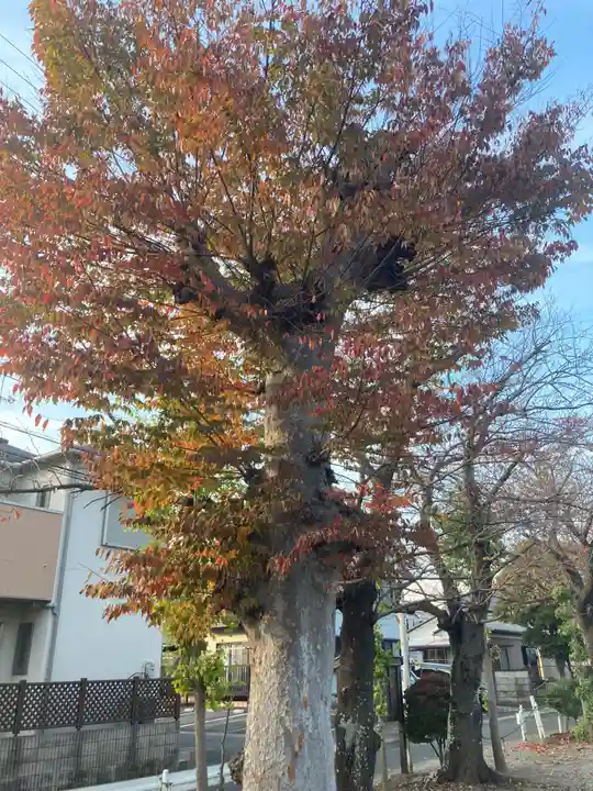 若宮八幡神社(神奈川県)