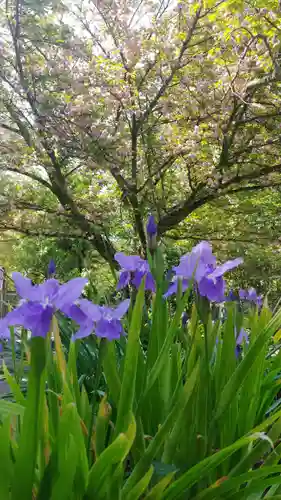 平野神社の自然