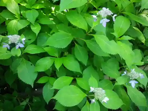 御霊神社の自然