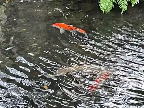 秩父今宮神社の動物