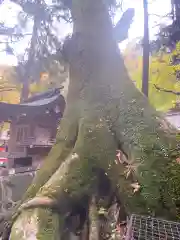 貴船神社の自然