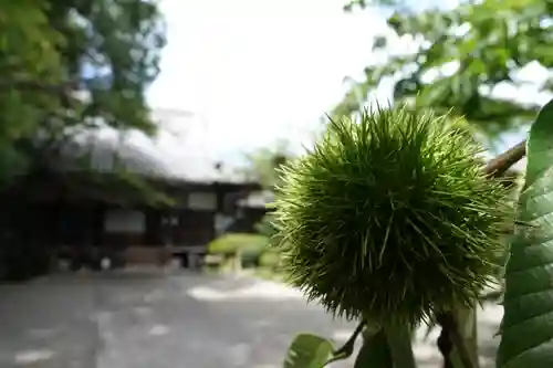 吉田寺の自然