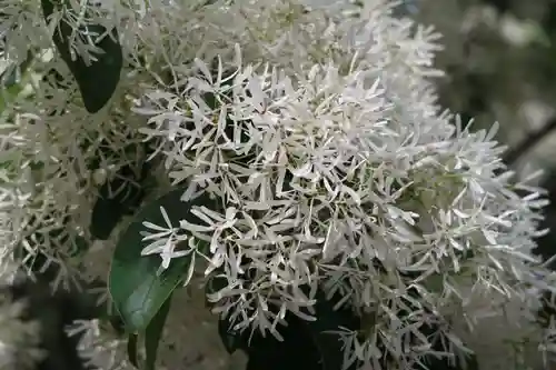 沙沙貴神社の自然