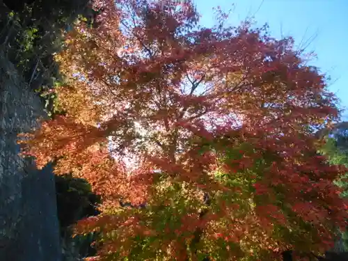 安國論寺（安国論寺）の自然