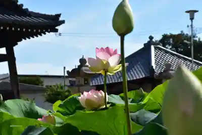 家原寺の自然