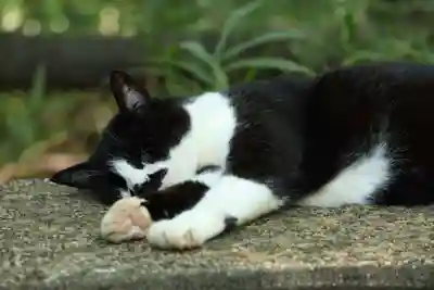 玉野御嶽神社(愛知県)