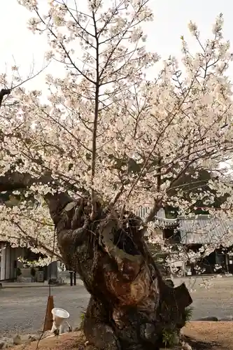 実報寺(愛媛県)