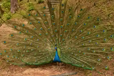楽法寺（雨引観音）(茨城県)