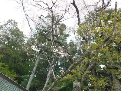 熊野本宮大社(和歌山県)